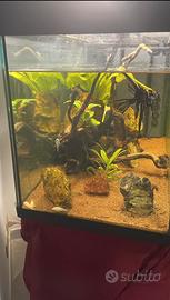 Acquario