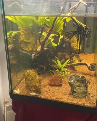 Acquario