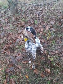 Setter inglese