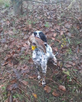 Setter inglese