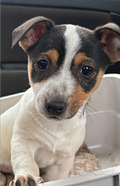 Ultima cucciola di jack Russell