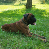 Boxer con pedigree