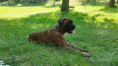 Boxer con pedigree