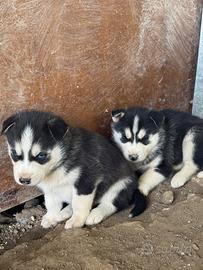 Cuccioli di Siberian Husky