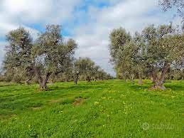 Terreno recintato nel Chianti uliveto