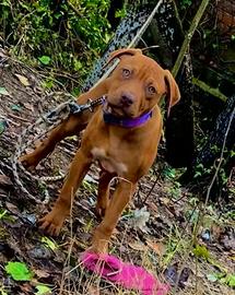 Pitbull ukc con pedigree Animali In vendita a Cosenza