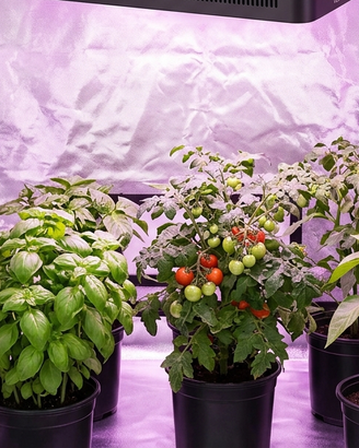 Niello M300 LED Grow Light 300W – 2 disponibili