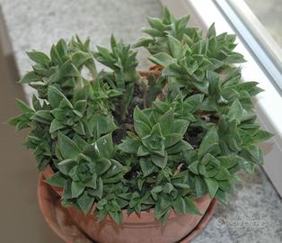 Pianta succulenta Haworthia variegada