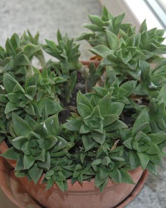 Pianta succulenta Haworthia variegada