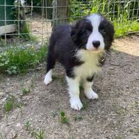Cucciolo border collie Sky Angels pedigree Super