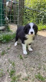 Cucciolo border collie Sky Angels pedigree Super