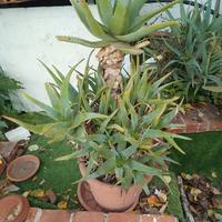 pianta di Aloa Vera Arborescens