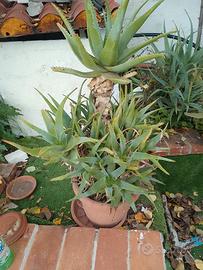 pianta di Aloa Vera Arborescens