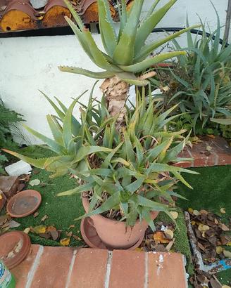 pianta di Aloa Vera Arborescens