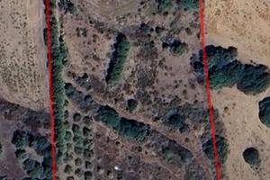 Terreno agricolo con uliveto