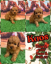 Barboncino fulvo nano piccolo _ KAOS