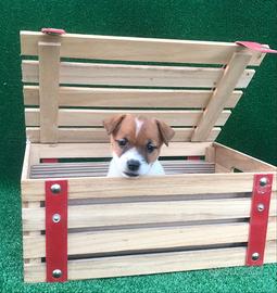 Cuccioli di Jack Russell Terrier