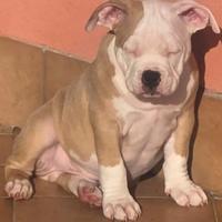 American bully