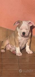 American bully
