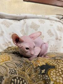 Sphynx