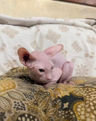 Sphynx