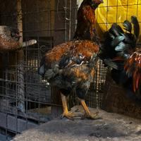 Gallo