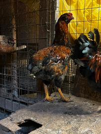 Gallo