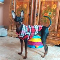 Pinscher Toy femmina