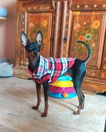 Pinscher Toy femmina