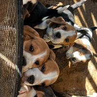Cuccioli di beagle