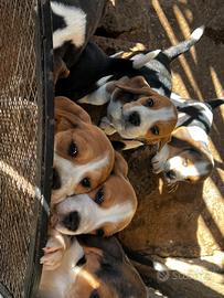 Cuccioli di beagle