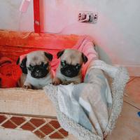 Carlino