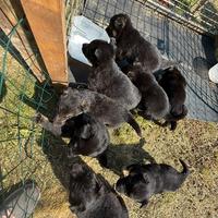 Cuccioli di pastore tedesco e border collie