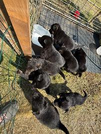 Cuccioli di pastore tedesco e border collie