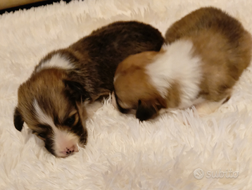 Welsh corgi pembroke