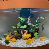 Acquario Juwel Trigon 190 Led bianco full optional