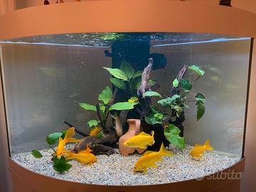 Acquario Juwel Trigon 190 Led bianco full optional