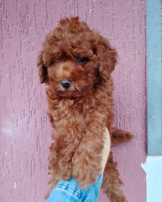 cuccioli di barboncino toy