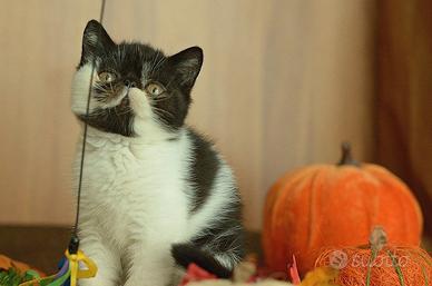 Cucciolo Nero e Bianco di gatti Exotic Shorthair 