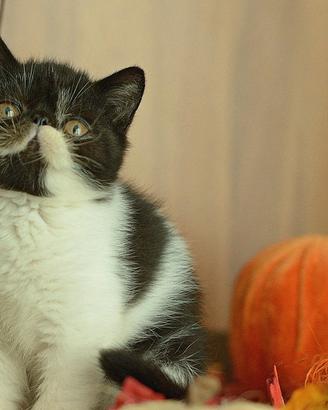 Cucciolo Nero e Bianco di gatti Exotic Shorthair 