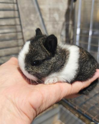 Cuccioli coniglio nano