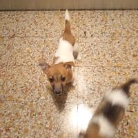 Jack russel