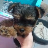 Cuccioli di yorkshire toy piccoli