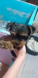 Cuccioli di yorkshire toy piccoli