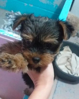 Cuccioli di yorkshire toy piccoli