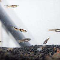 Endler - poecilia wingei " rio de oro"