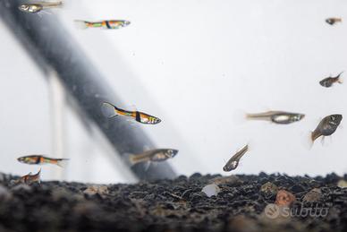 Endler - poecilia wingei " rio de oro"