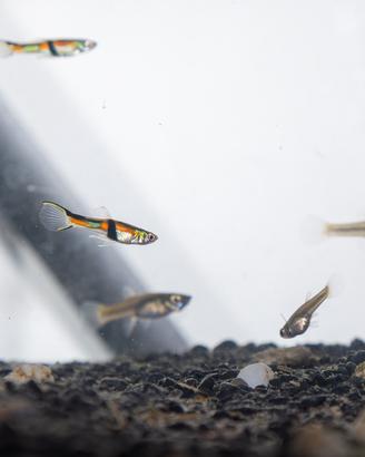 Endler - poecilia wingei " rio de oro"