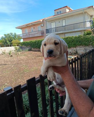Labrador