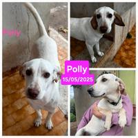 Cuccioli dolci?